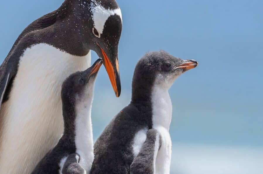 Pingvinfamilie